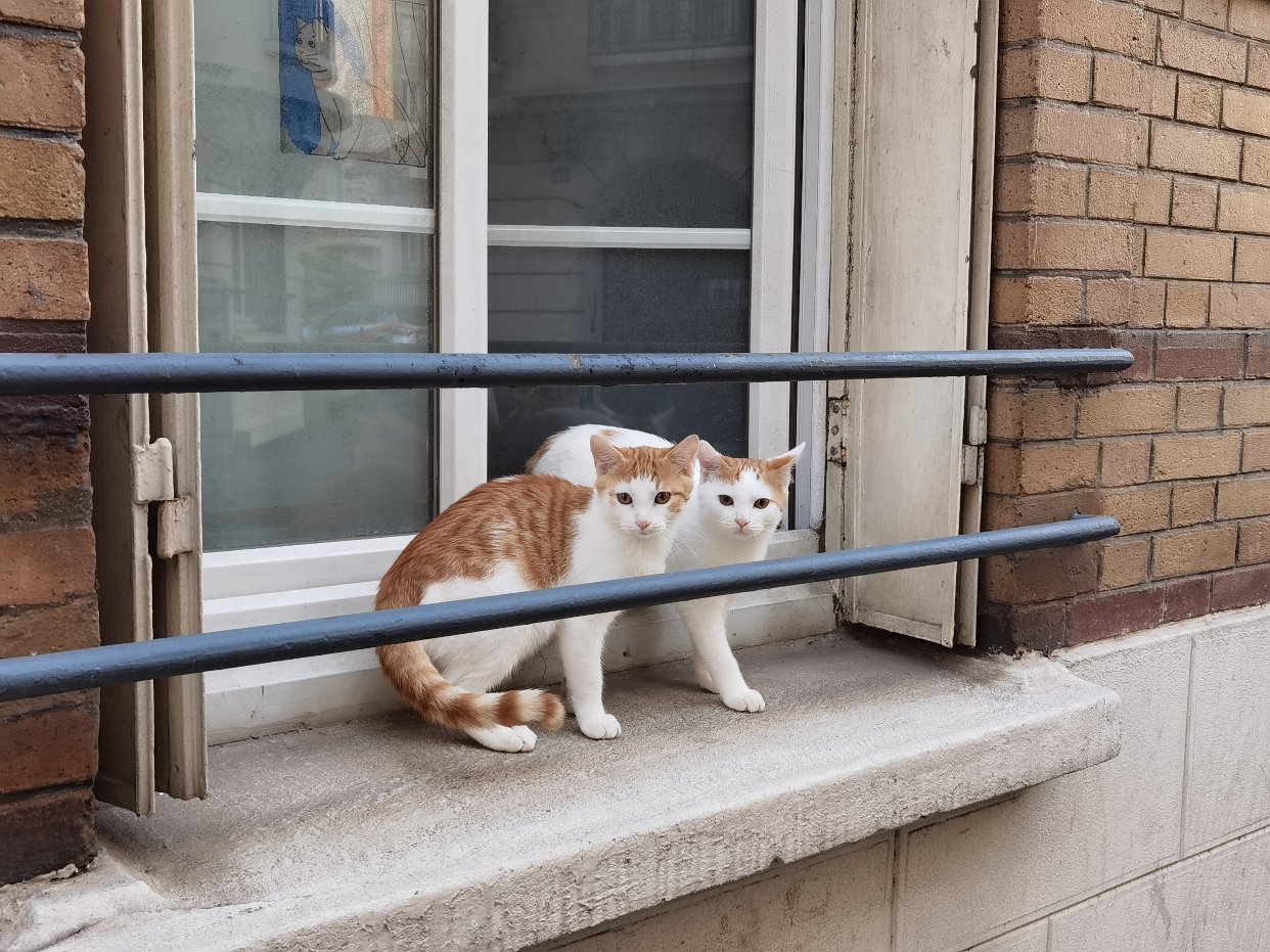 又在上学路上遇见猫猫了！