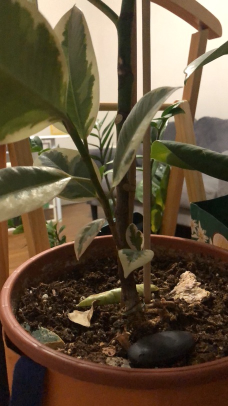 大小型植物求收养-都找到新家啦