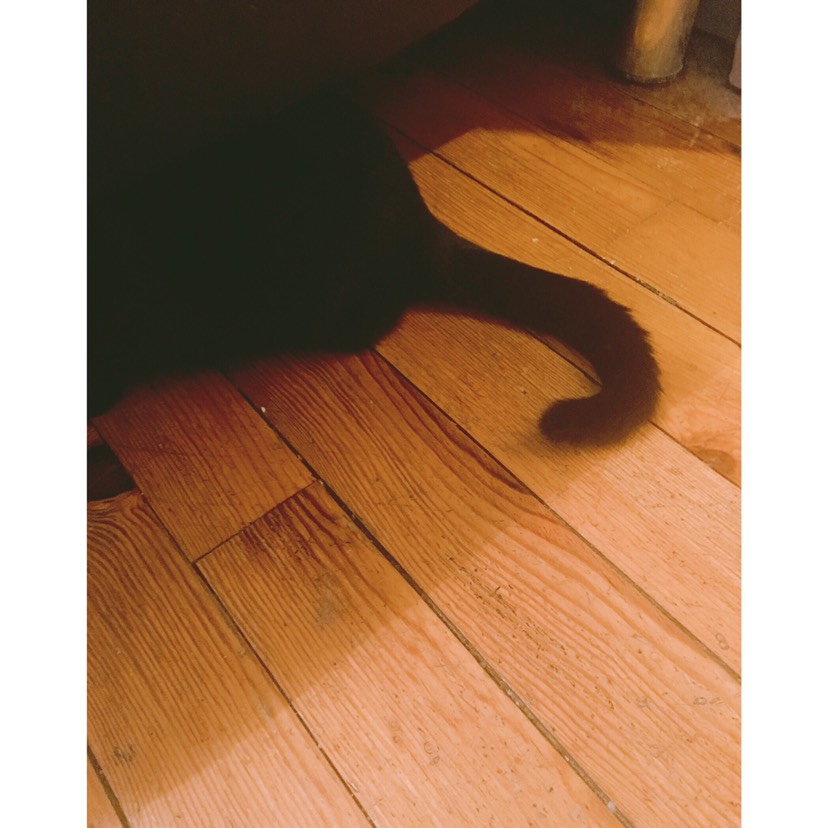 我终于 也算是有猫🐱的人了！