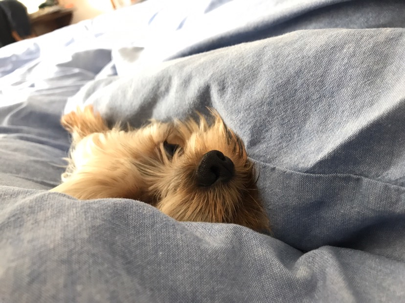 #晒狗#