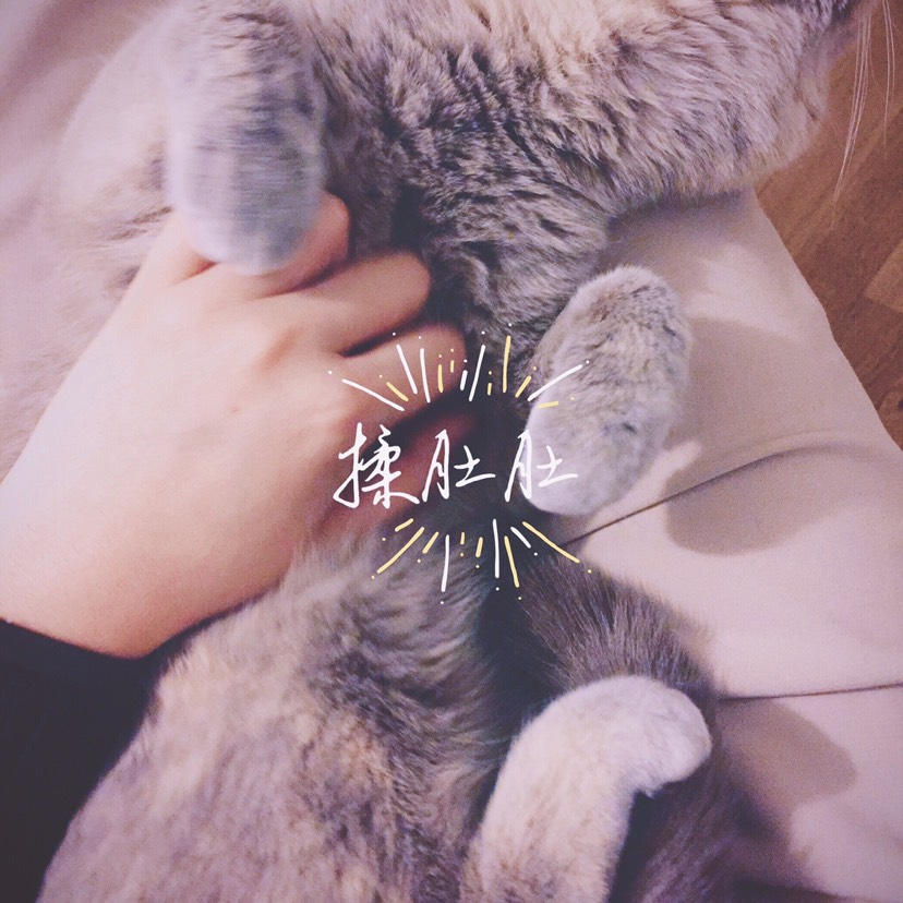 “猫”治百病(*⁰▿⁰*)