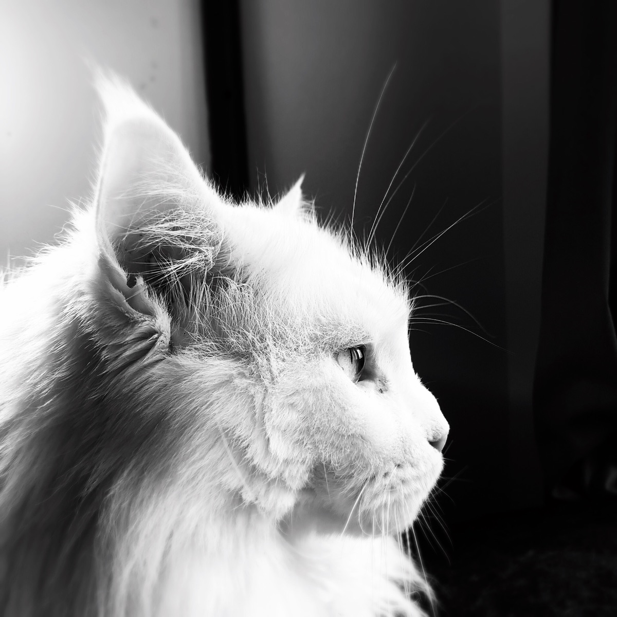 我是一只被妈宠坏的缅因猫