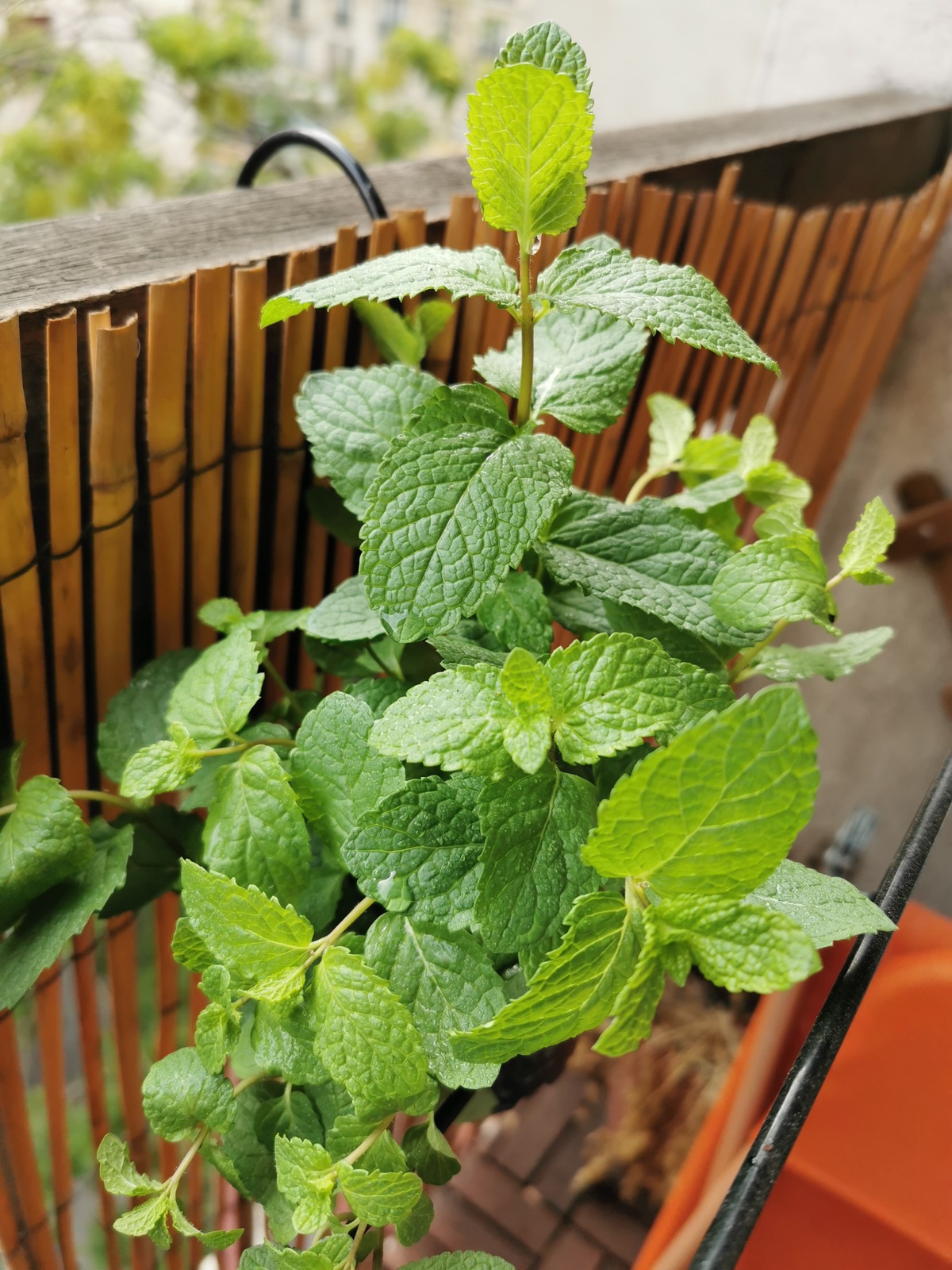 美食打卡：Day11