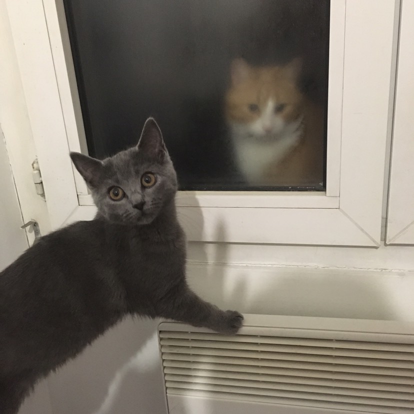 加入晒猫队伍