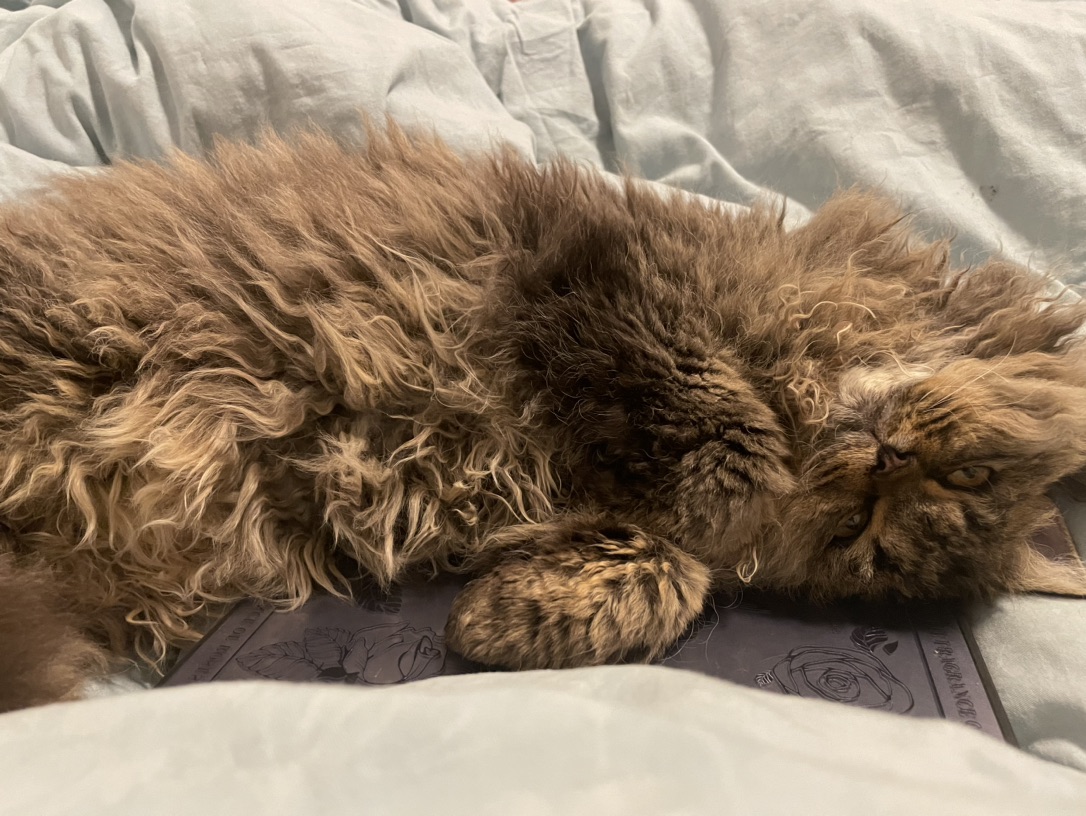 猫咪寄养，求好心姨姨收留