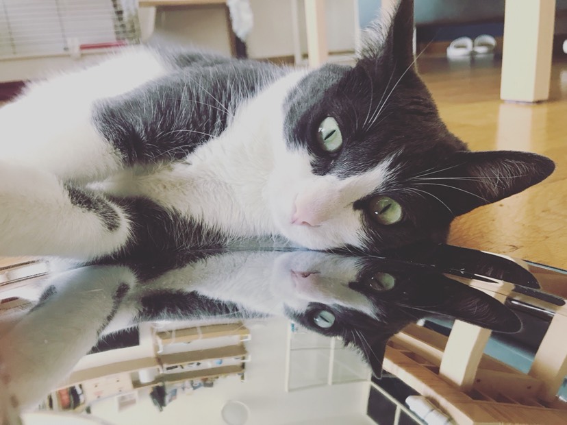 家有猫兔