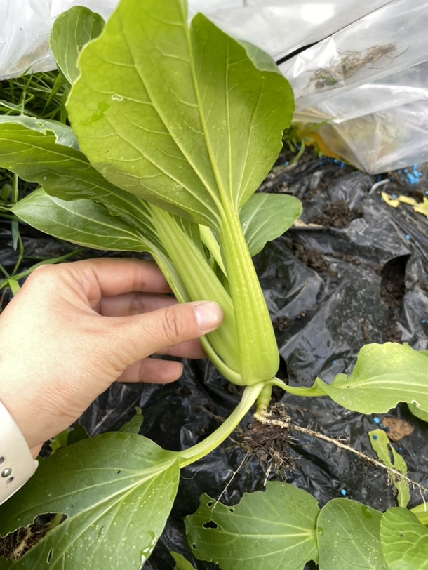 吃上自己种的青菜🥬啦！