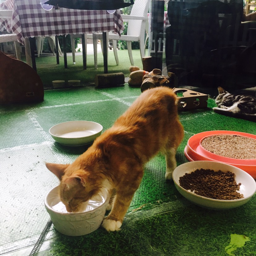 Bar a chats 