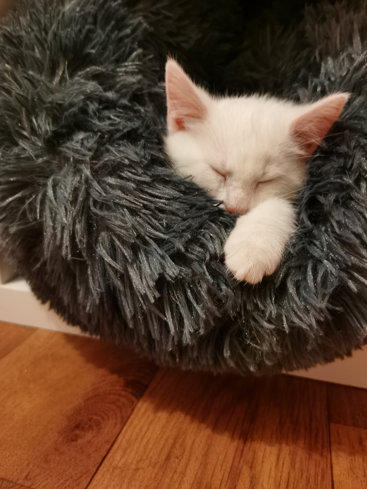 我家的猪