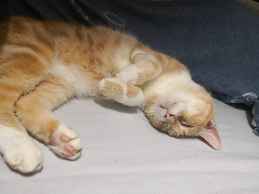 总是被犯上的miel