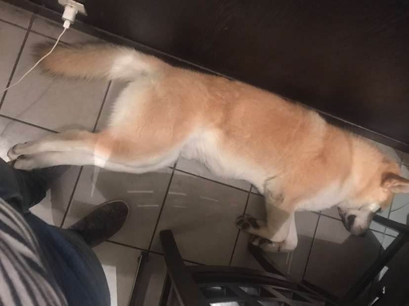 晒狗子咯