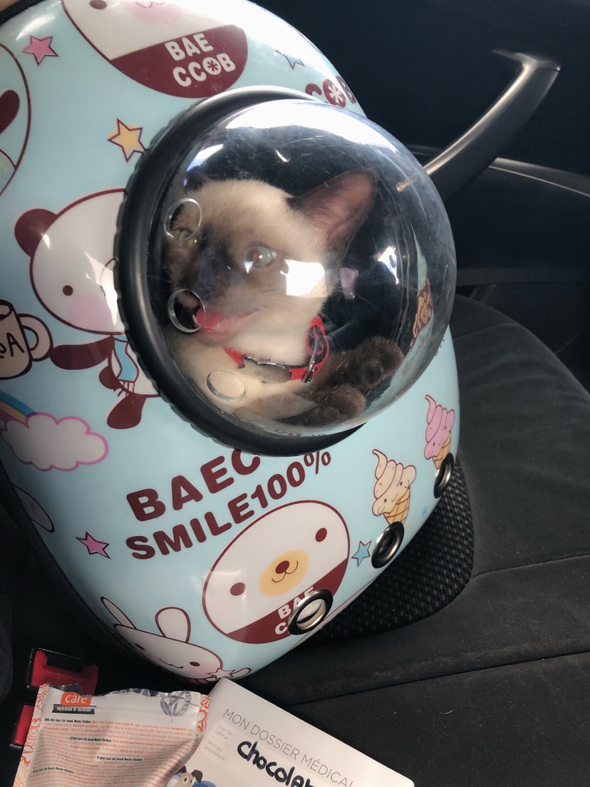 一只爱出门的猫