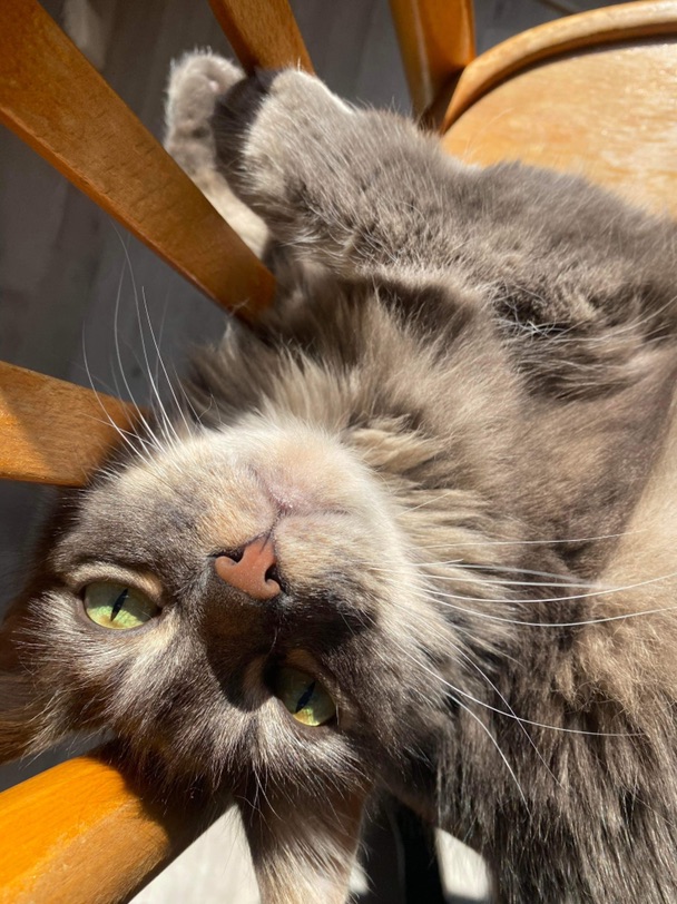 可以遛弯儿的猫咪🐈