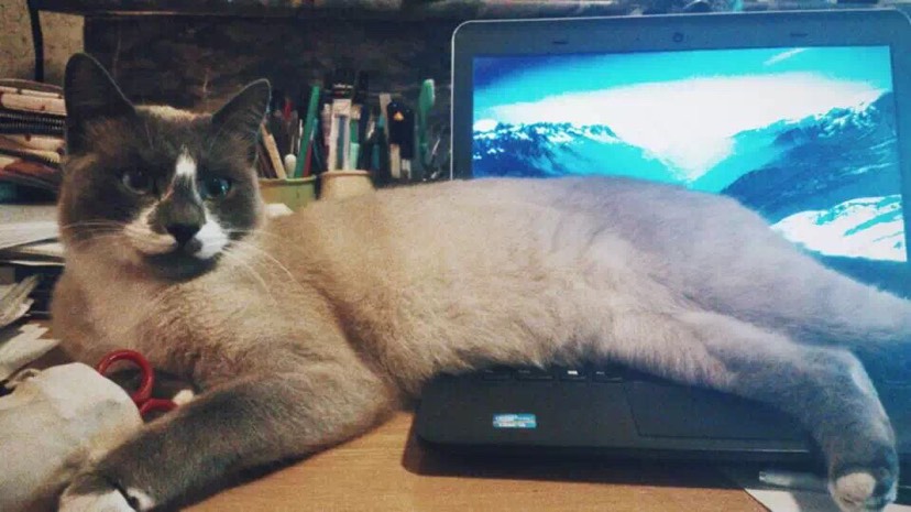 十斤的肥猫