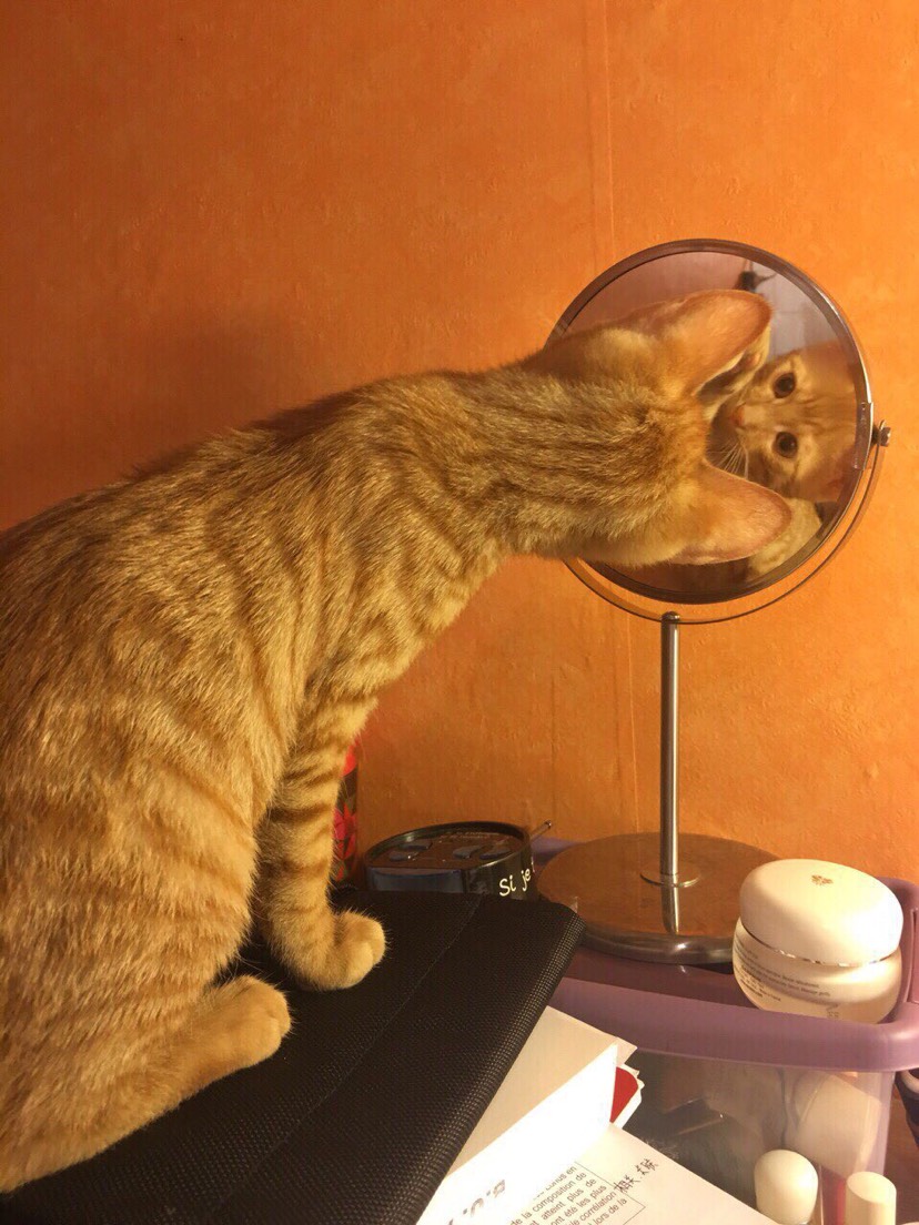 寄养橘猪