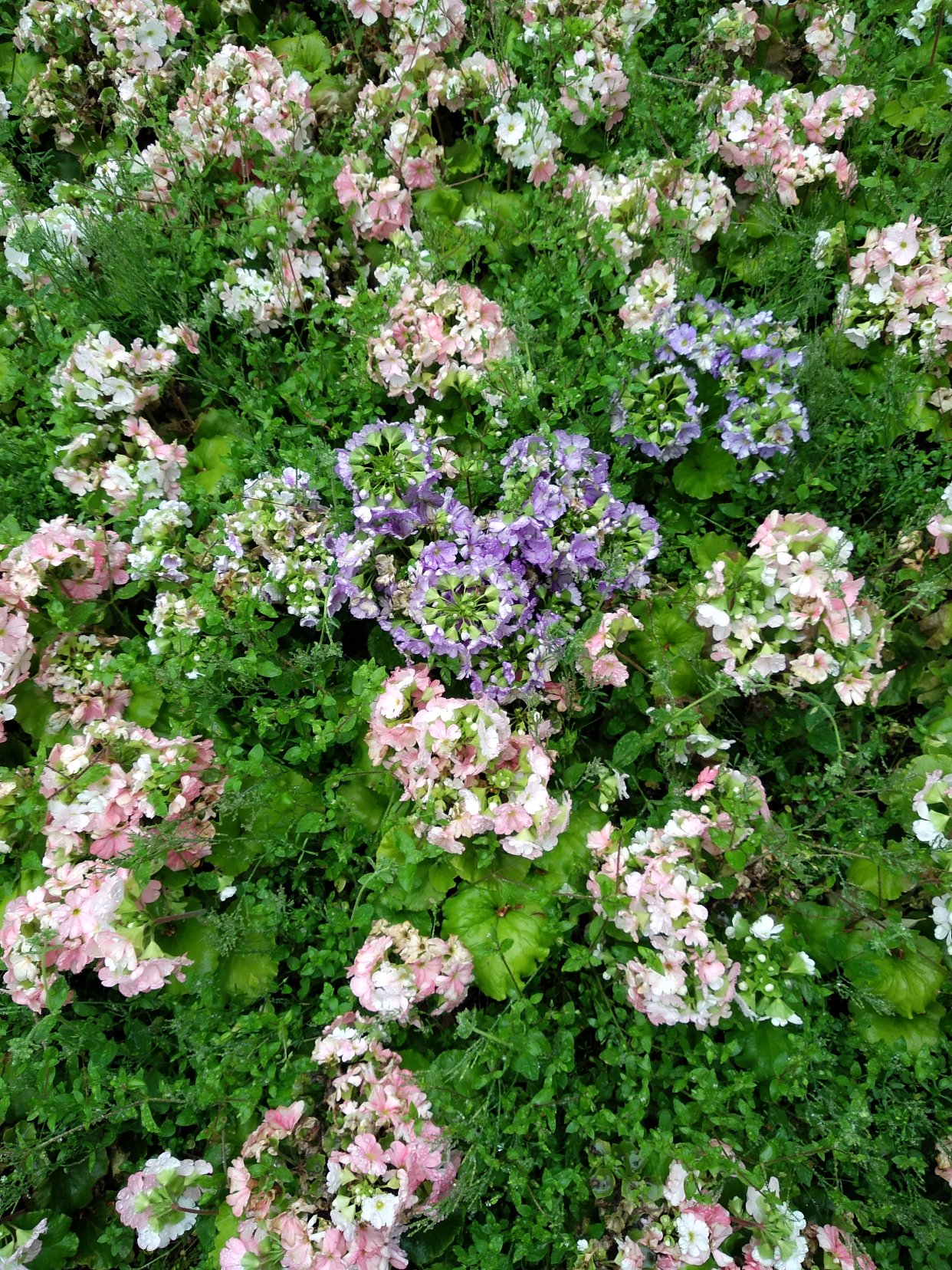 一起跟我赏花吧