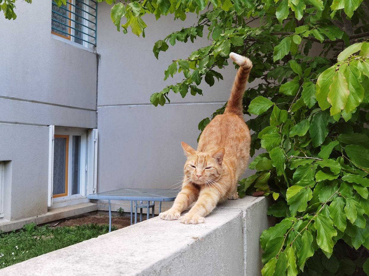 Please call me 猫猫收集家