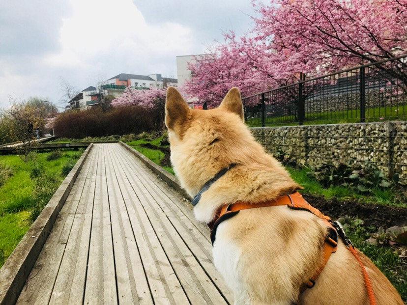 春光明媚