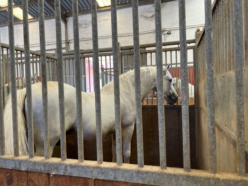 这个夏天 骑马安排起来！