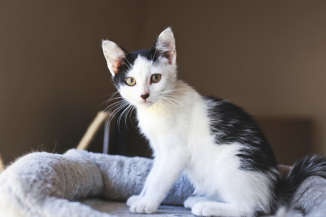 法国🇫🇷小奶猫找有缘领养人啦！