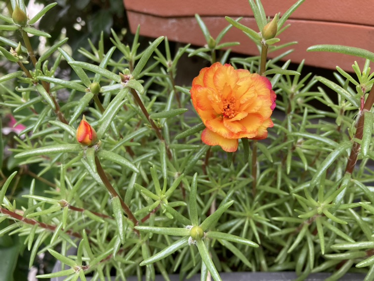 国内的花呀国外开