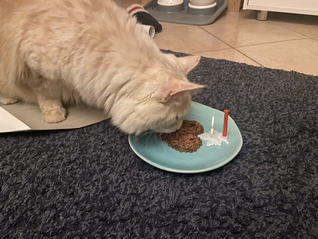 可爱的肉总三岁啦～！