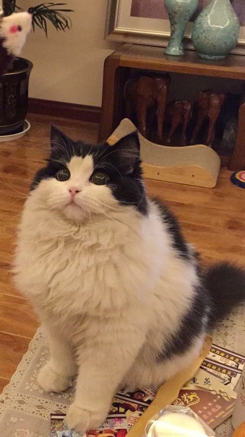 晒猫！