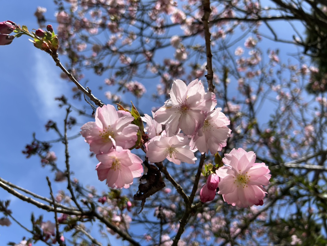 花花