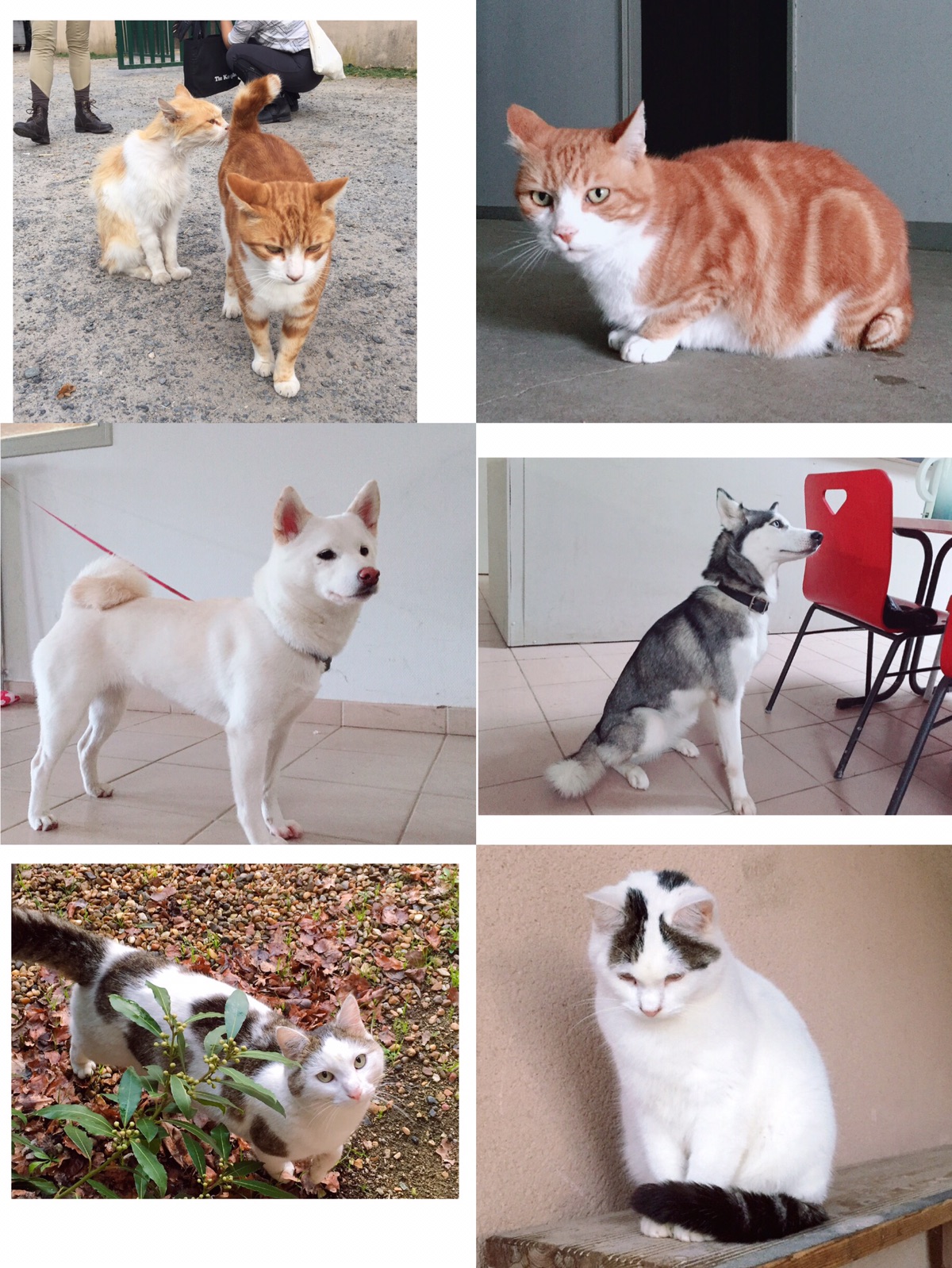 让你一次看个够🐱🐶🐹🐰