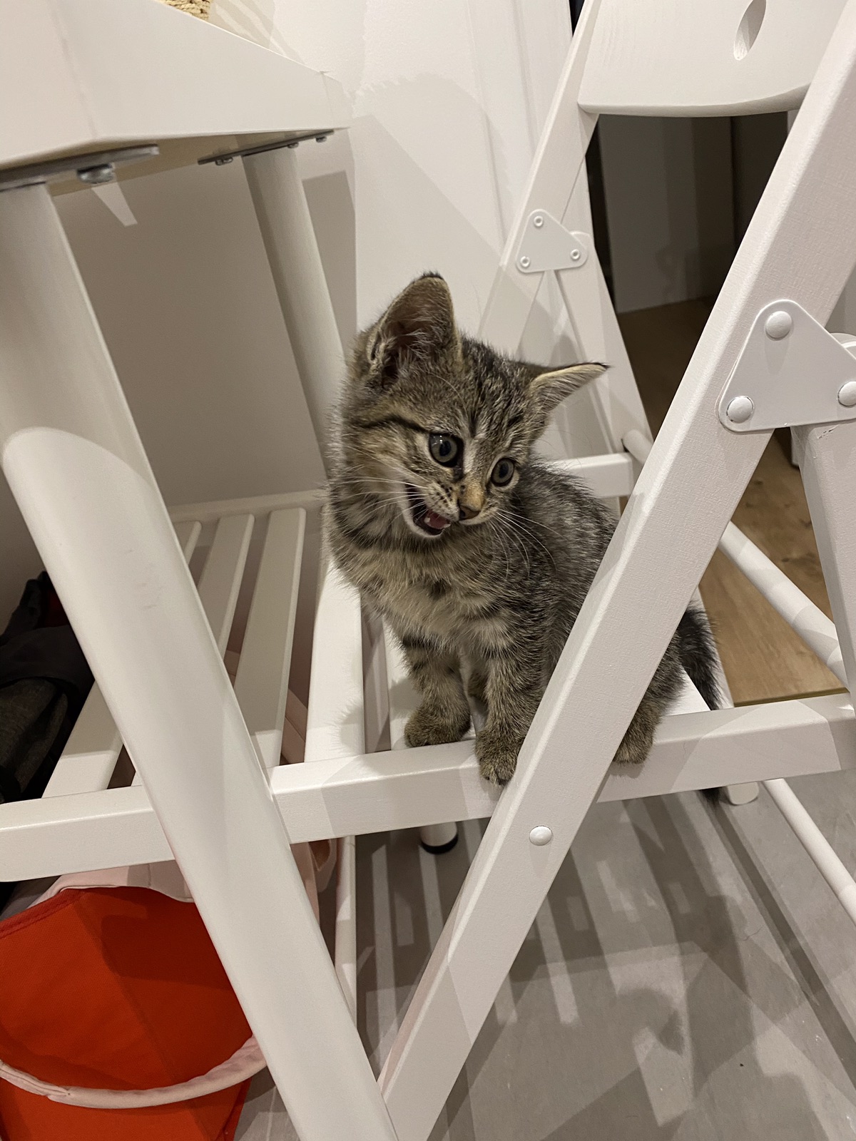 松露来报到啦🐱