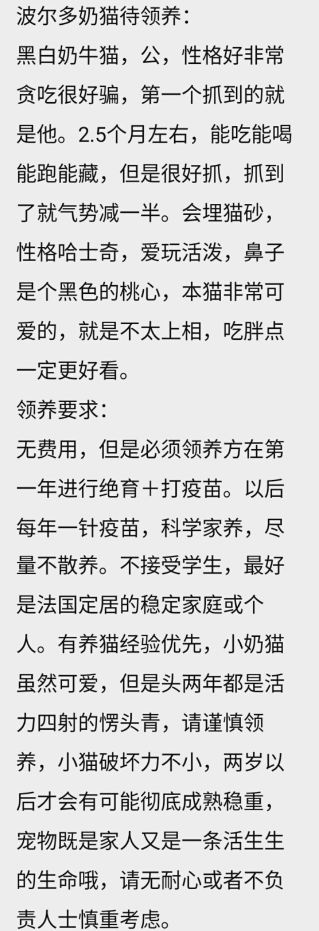 法国🇫🇷小奶猫找有缘领养人啦！