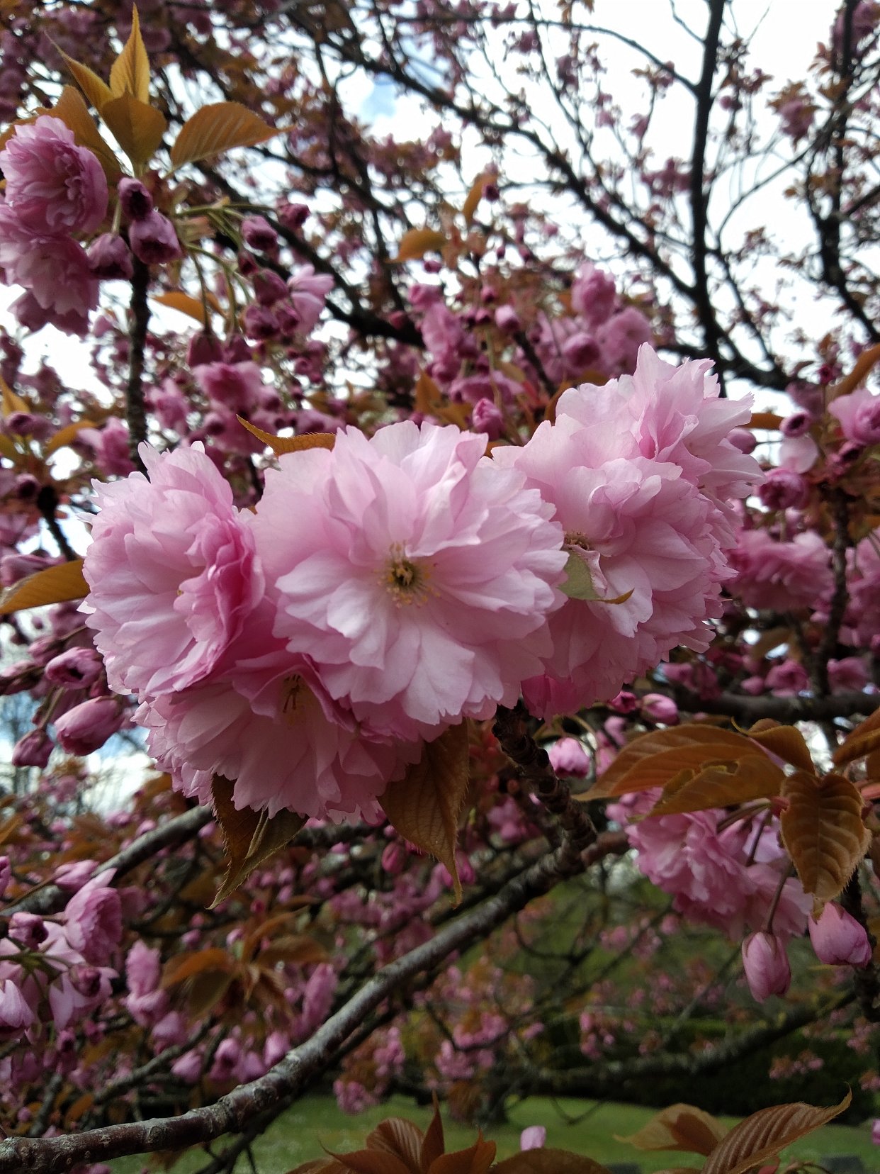 一起跟我赏花吧