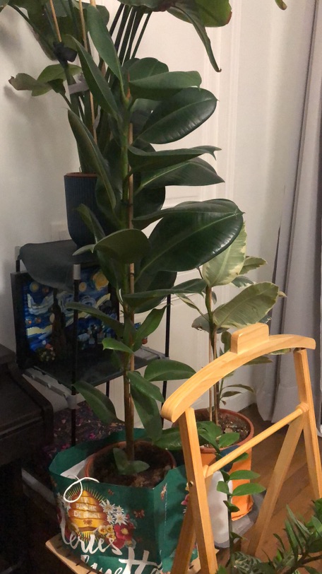 大小型植物求收养-都找到新家啦