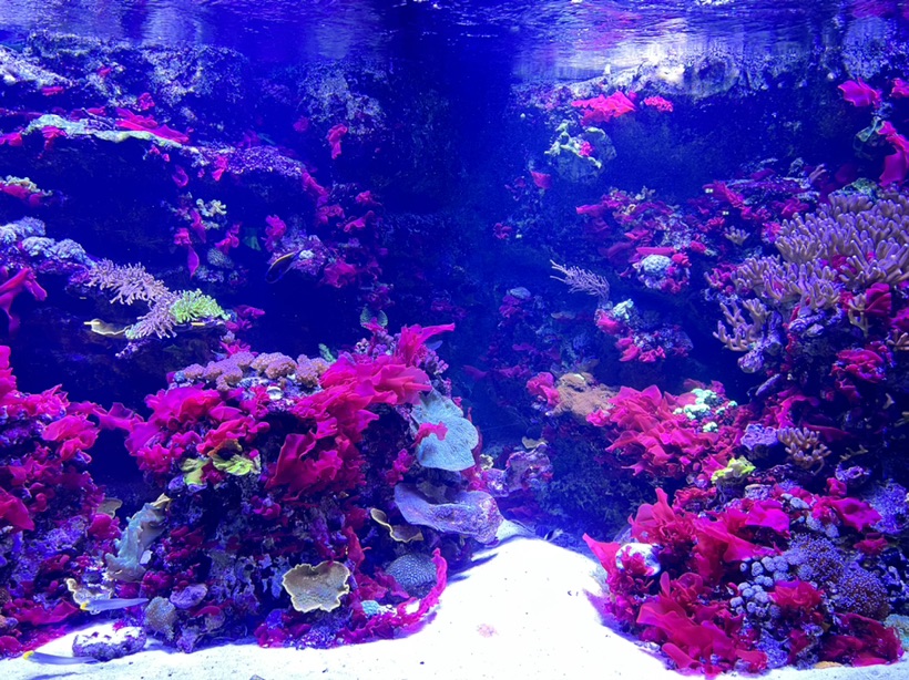 12区的水族馆打卡🐟