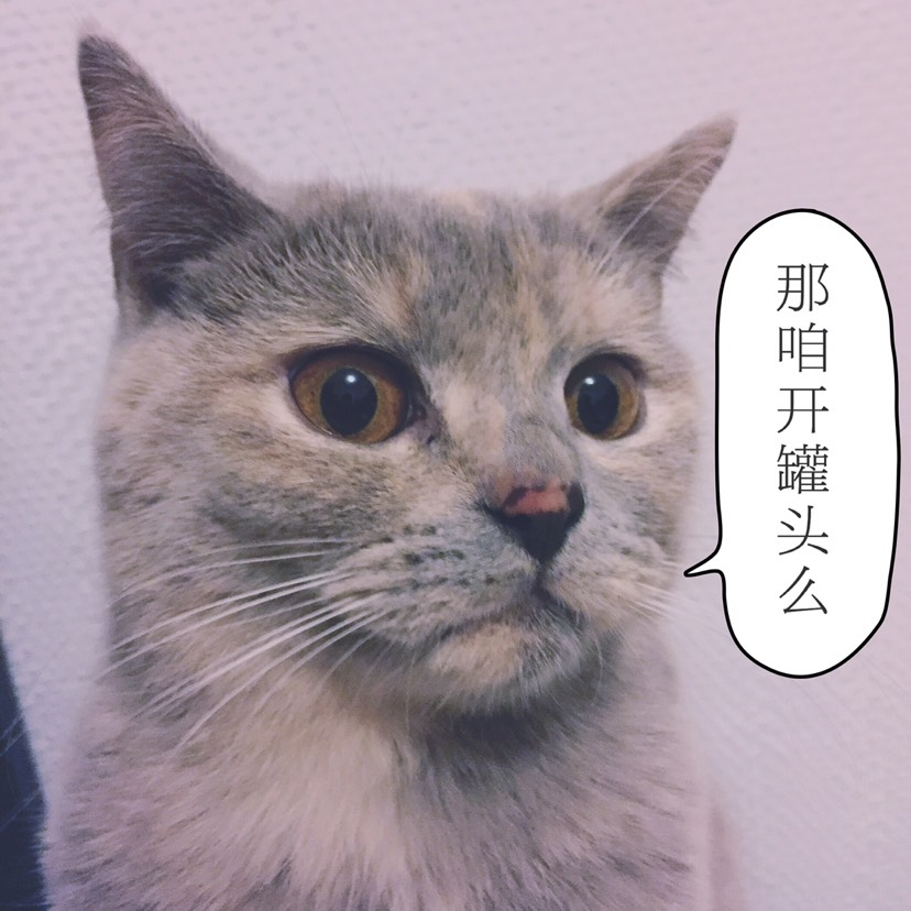 “猫”治百病(*⁰▿⁰*)
