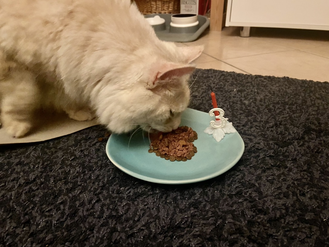 可爱的肉总三岁啦～！