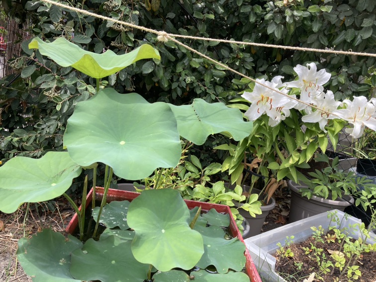 国内的花呀国外开