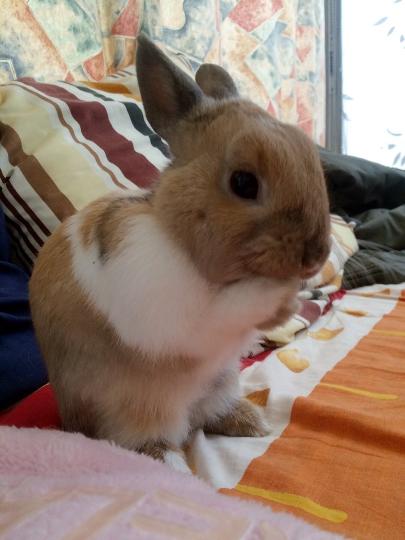 烧鸡宝来啦～