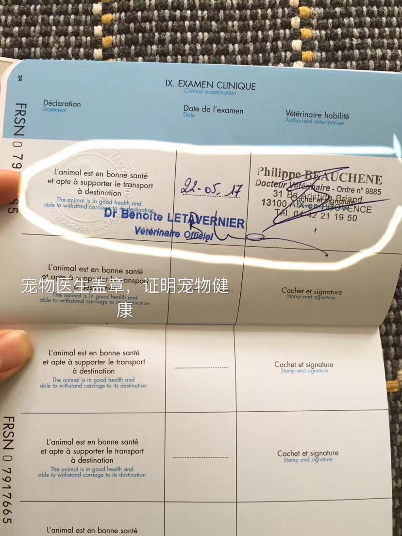 如何带小型猫犬进客舱回国