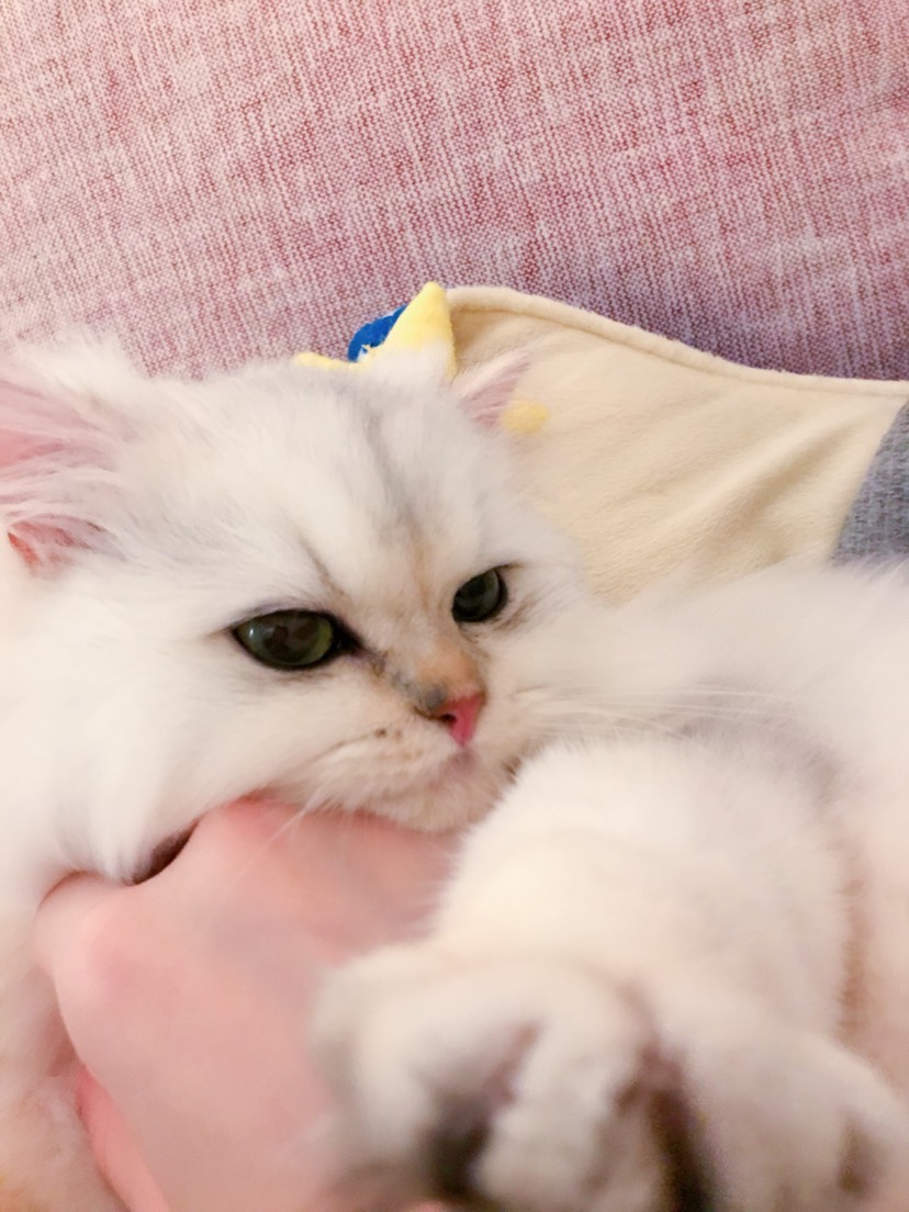 击个迷你小掌掌