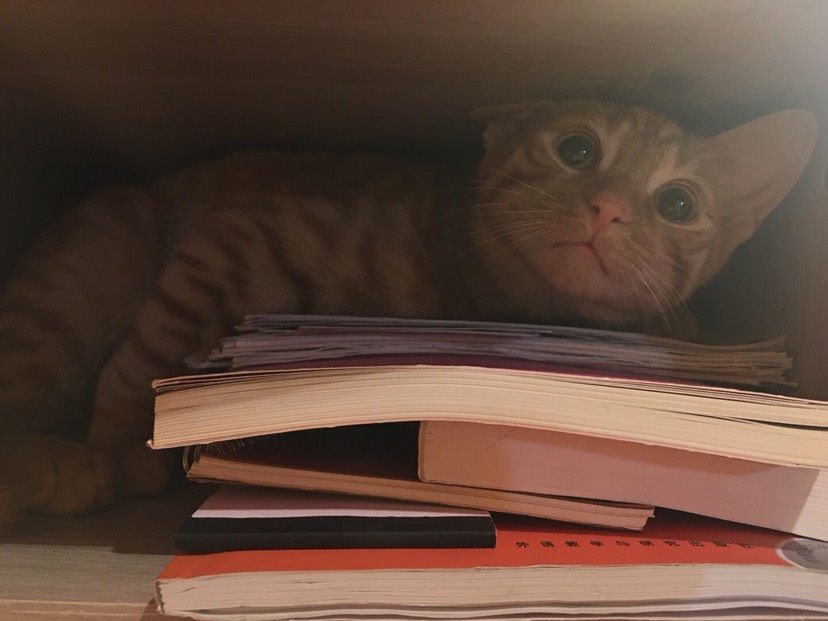 寄养橘猪