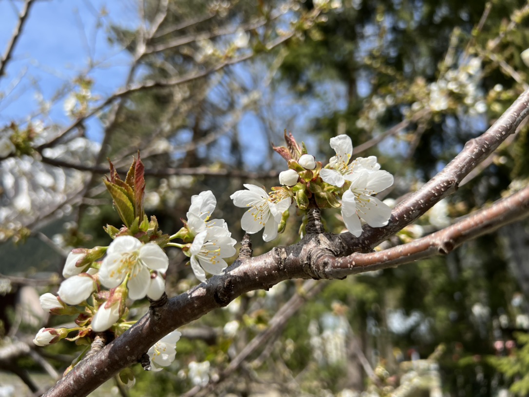 花花