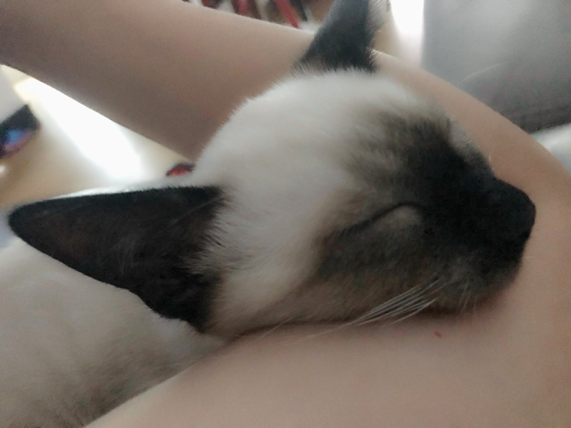 一只爱出门的猫