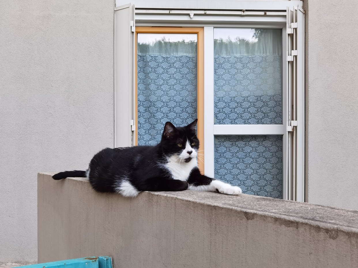 Please call me 猫猫收集家
