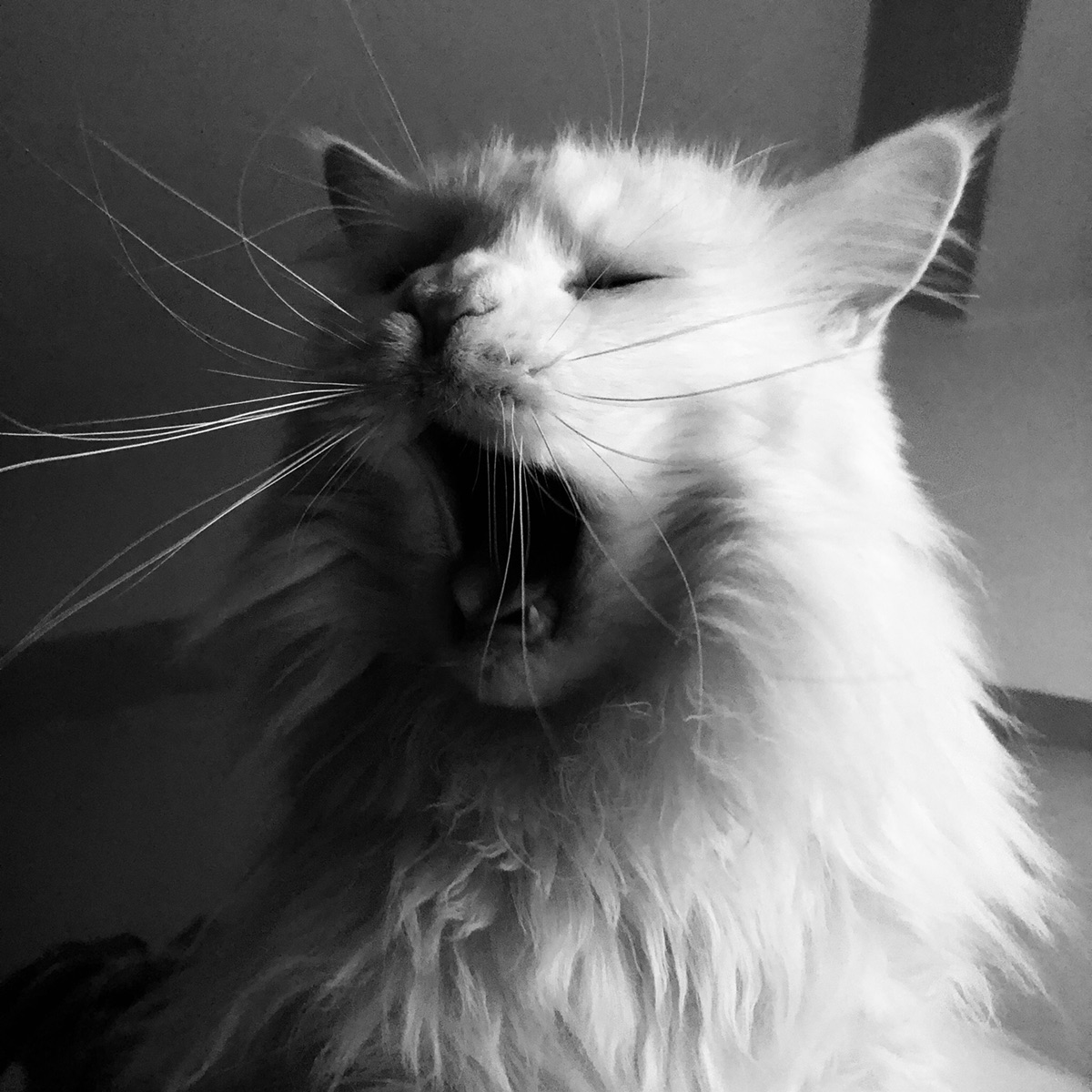 我是一只被妈宠坏的缅因猫