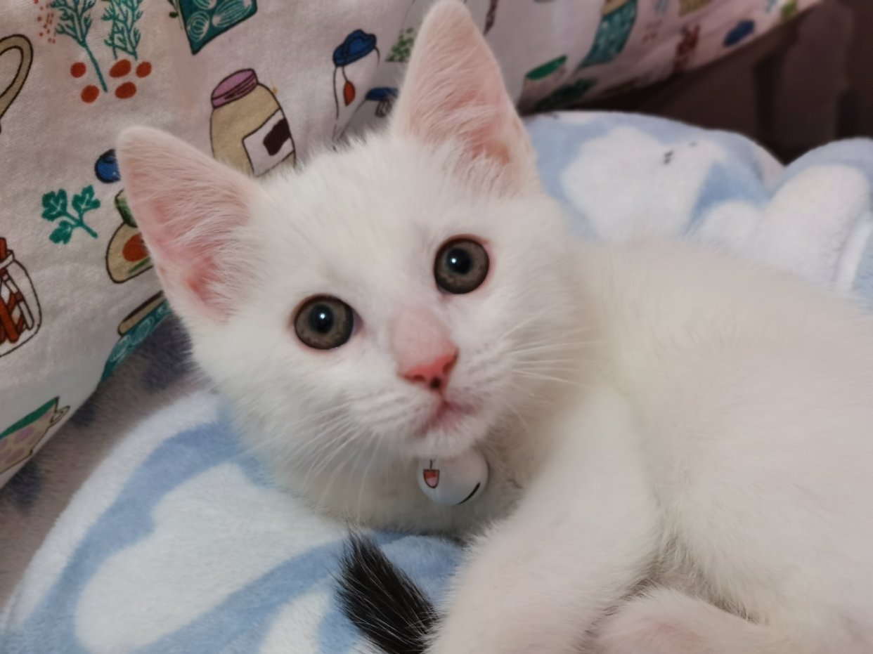 我家的猪