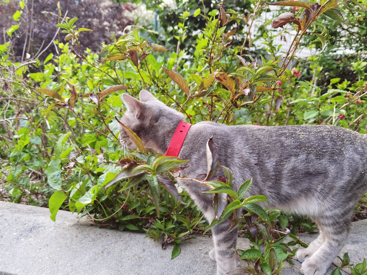 Please call me 猫猫收集家