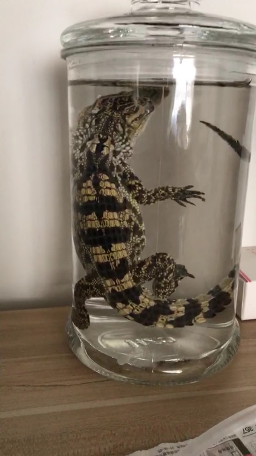 顽皮～