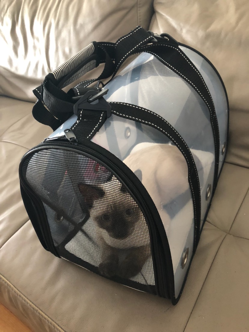 一只爱出门的猫