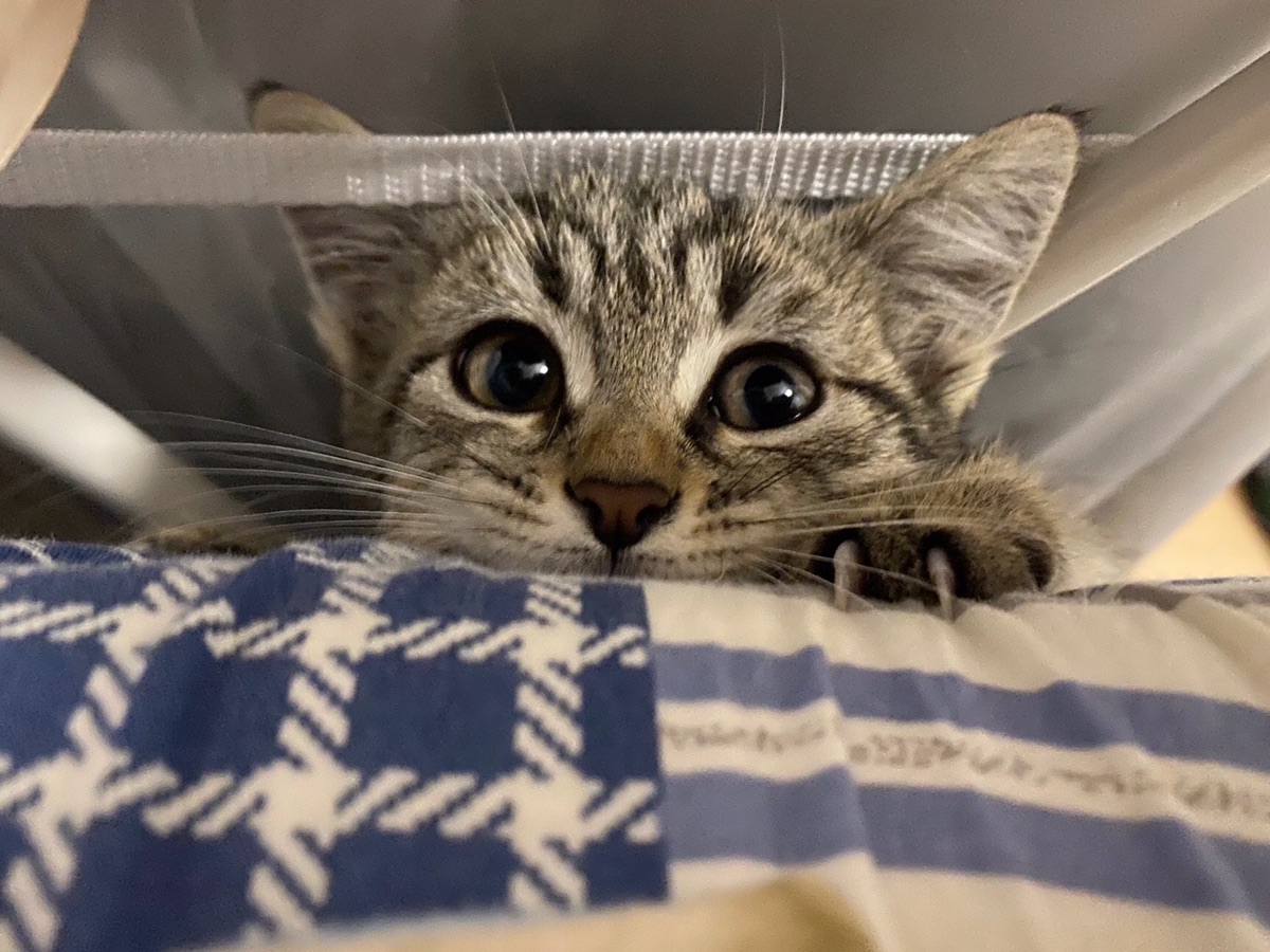 松露来报到啦🐱